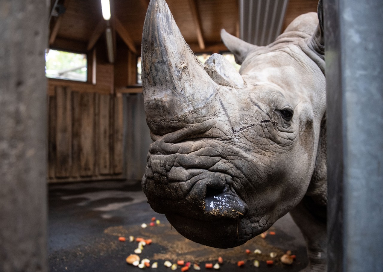 Zoo Dortmund: Nashorn-Oma Natala ist stolze 52 Jahre alt. (Archivbild)