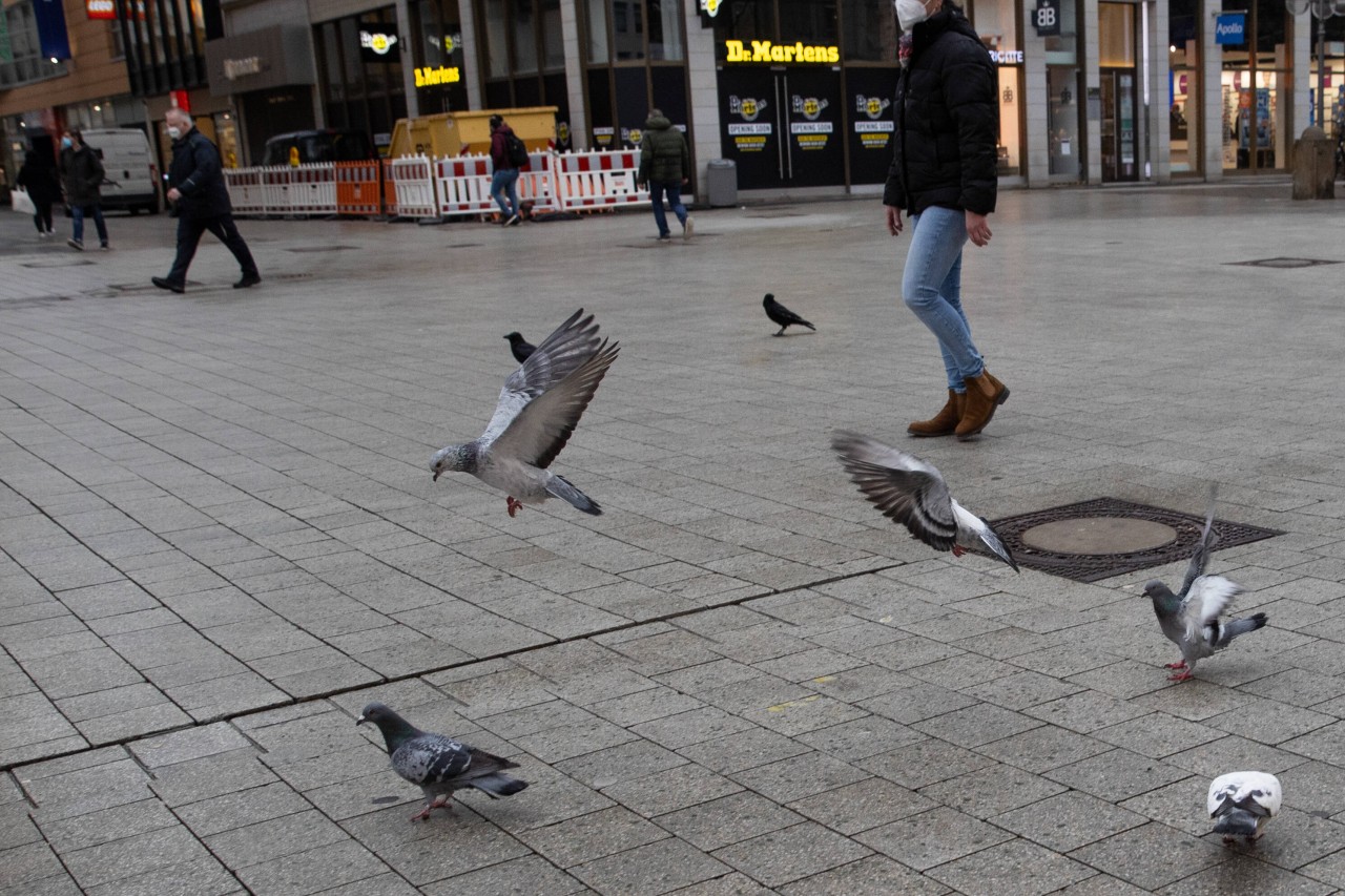 In Essen haben es die Stadt-Tauben nicht einfach. (Archivbild) 