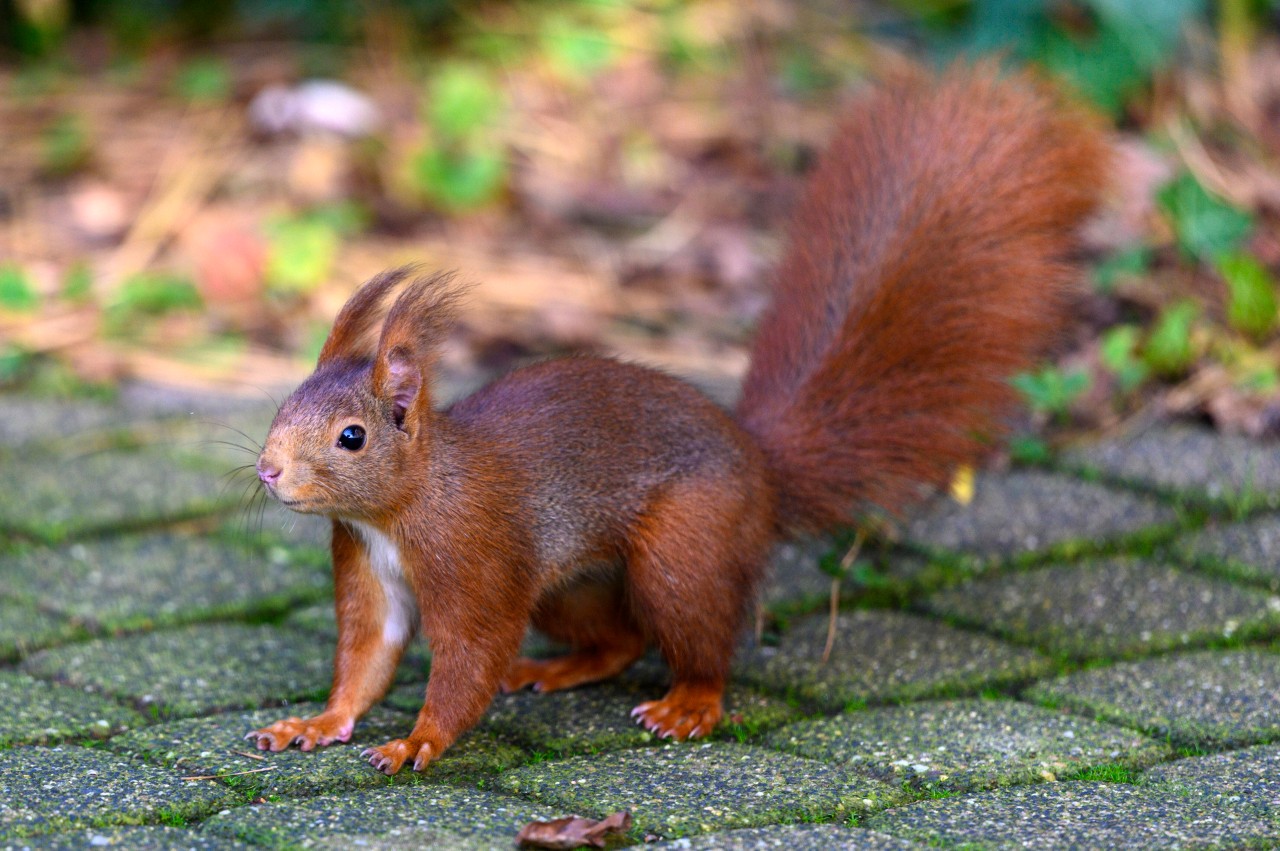 In Essen hat ein Eichhörnchen im Alleingang für ein großes Chaos gesorgt! (Symbolbild)