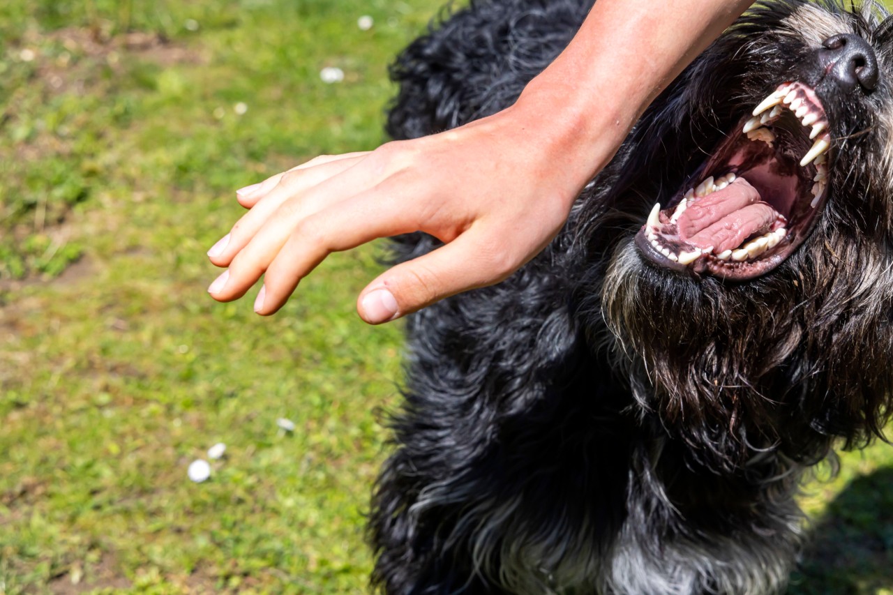 Hund geht auf Frau los und beißt sie blutig. (Symbolbild)