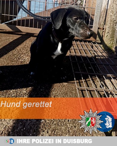 Dieser Hund musste in Duisburg gerettet werden.