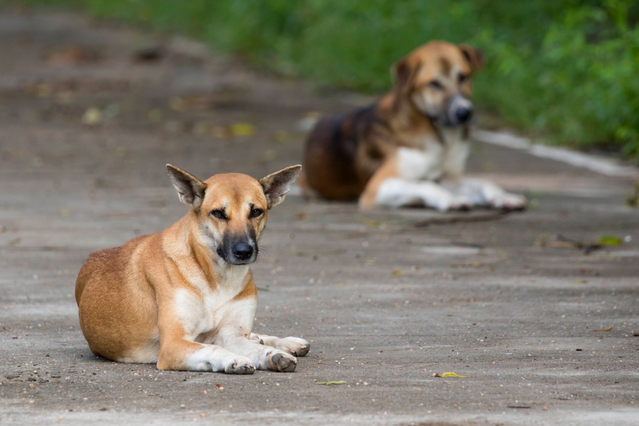 Hund in NRW: In Wesel sind zwei herumstreunende Vierbeiner entdeckt worden. Wurden sie eiskalt ausgesetzt? (Symbolfoto)