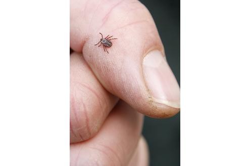 ...aber für den Hund kann sie gefährlich werden. Die Auwaldzecke überträgt die sogenannte Hundemalaria und kann so groß werden wie eine Bohne.