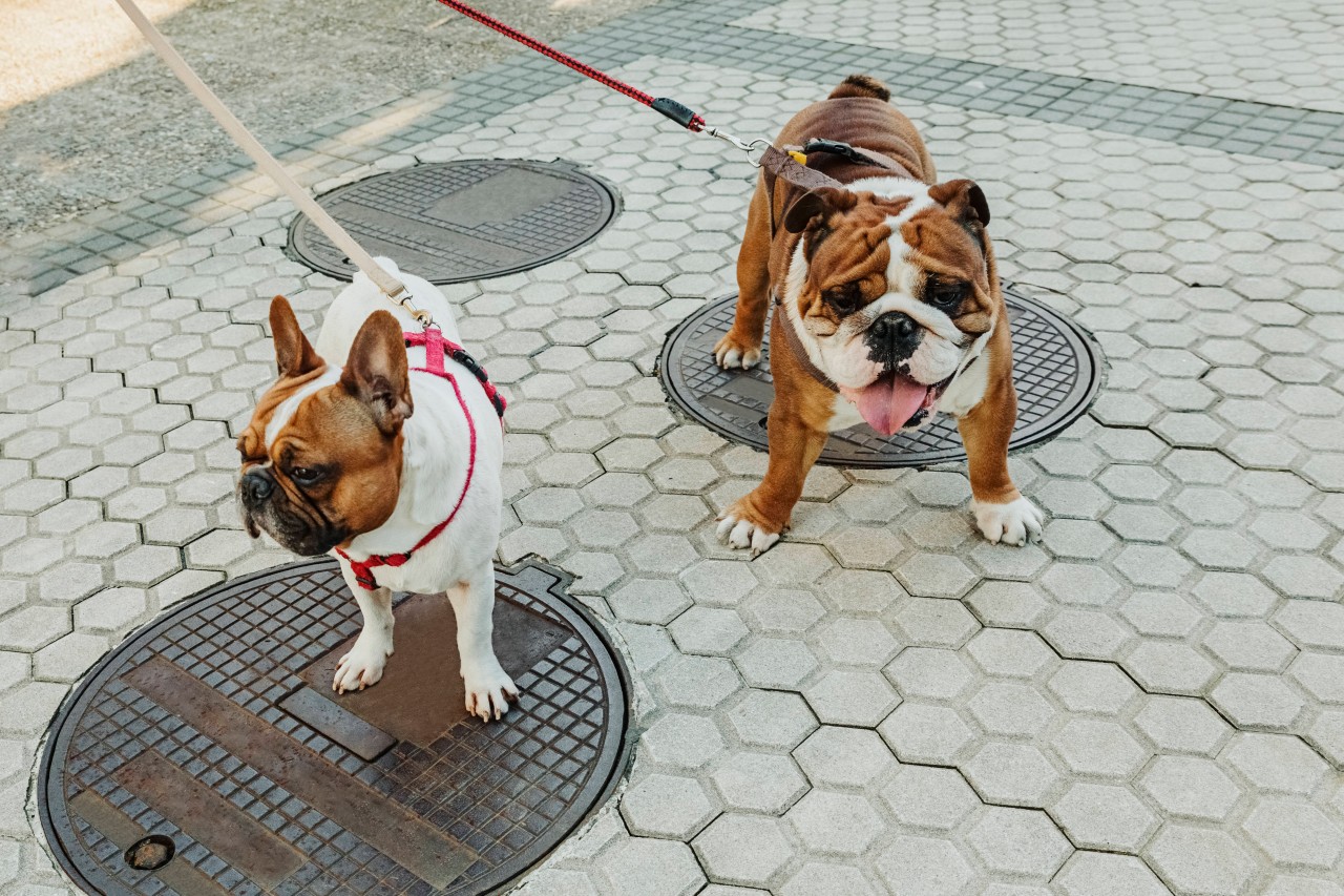 Eine Bulldogge ist auf den anderen Hund zugelaufen und wickelte ihre Leine um den Hals des Mädchens. (Symbolbild)