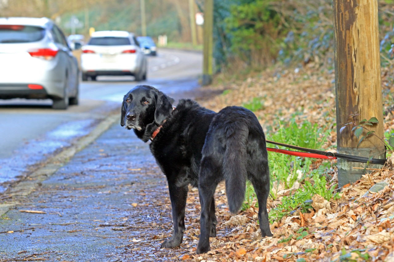 Hund: Immer wieder werden Vierbeiner ausgesetzt und sich selbst überlassen. (Symbolbild)