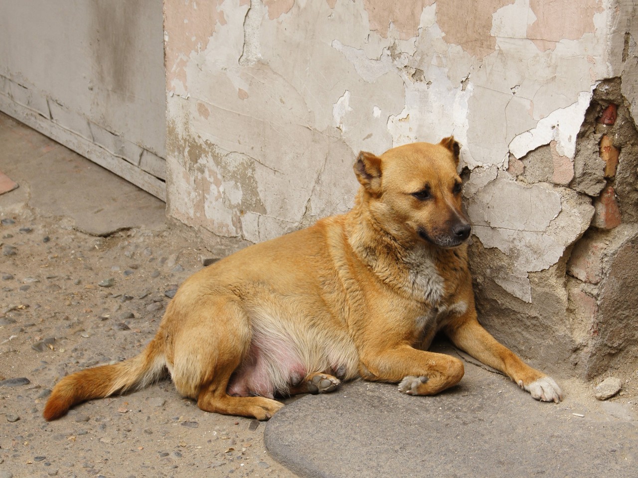 Ein Hund wurde übel zugerichtet, weil er nicht gehorchte. (Symbolfoto)