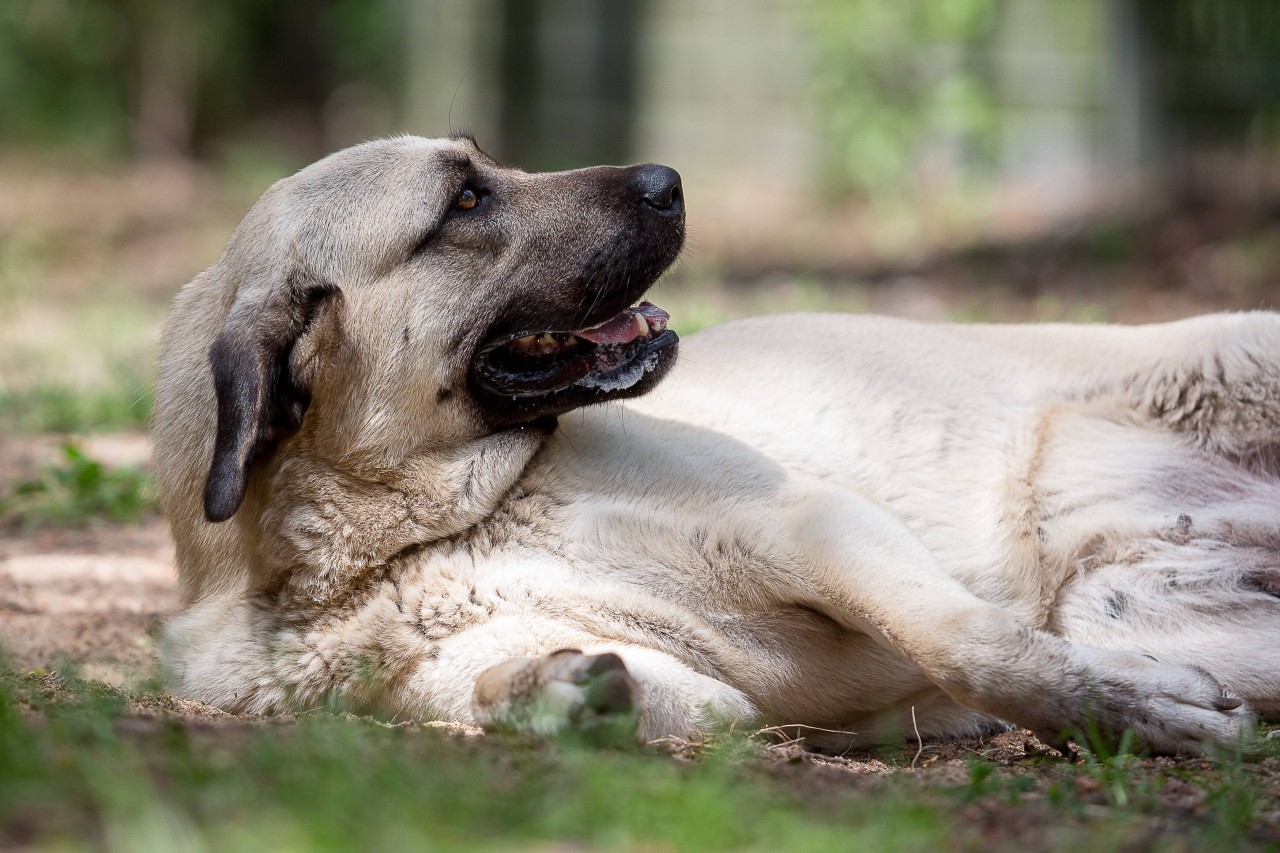 Hund im Ruhrgebiet kriegt doch noch ein Happy End! (Symbolbild)