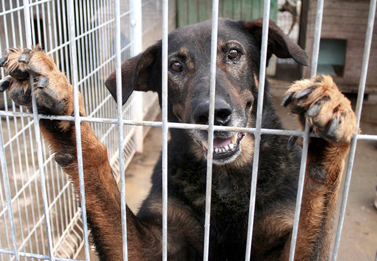 NRW: Tierschützer retteten einen Hund aus einer französischen Tötungsstation. (Symbolbild)