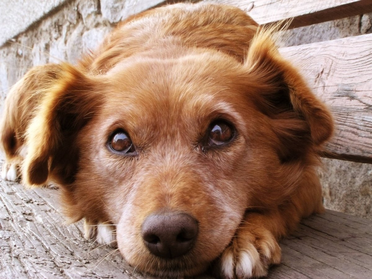 Hund Duisburg.jpg