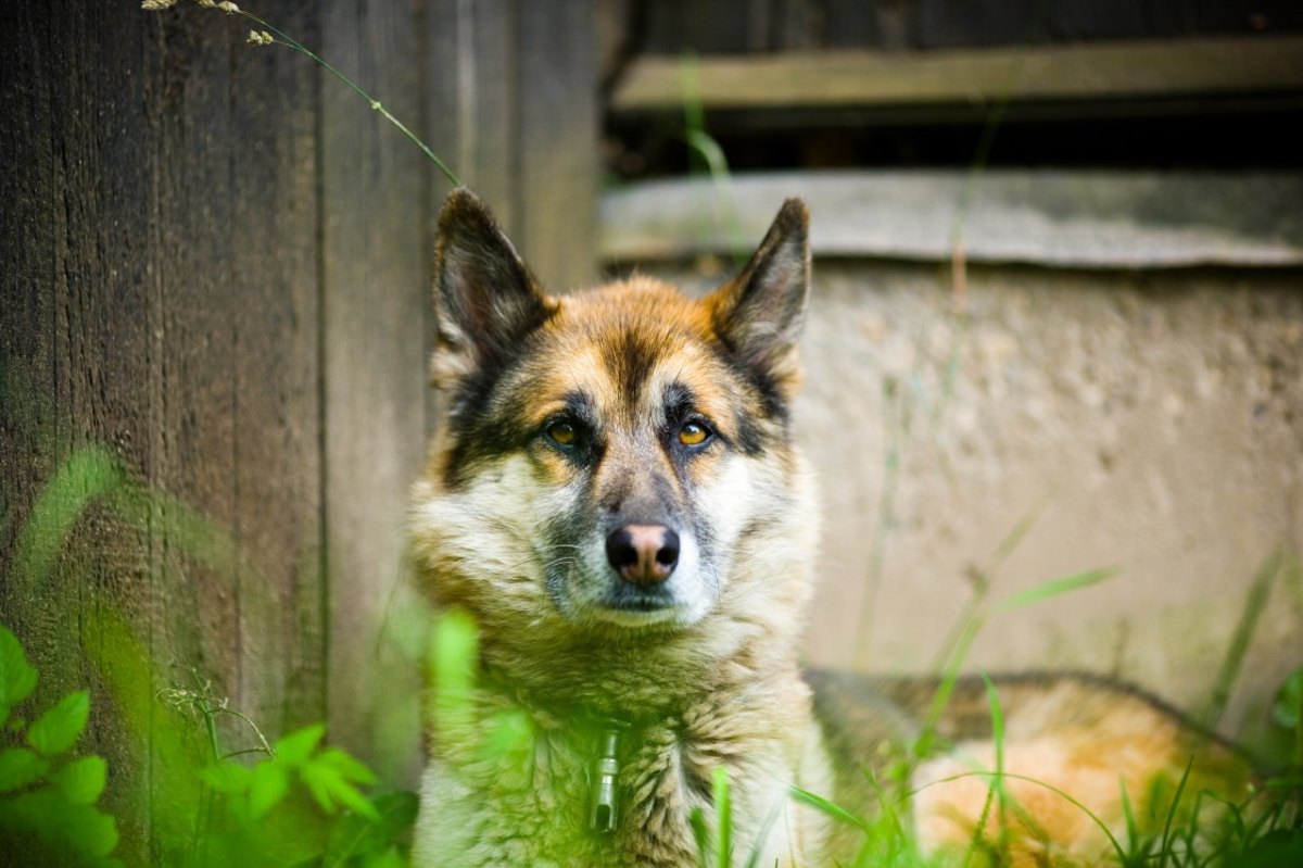 Hund-in-NRW.jpg