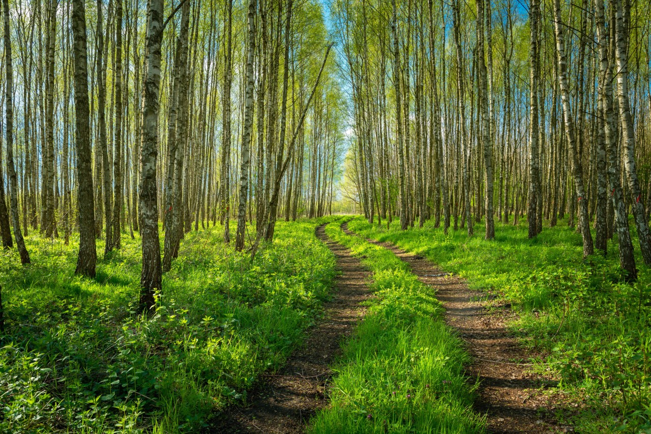 Ein Weg durch den Wald führt dich zu einigen Lost Places im Ruhrgebiet. (Symbolbild)