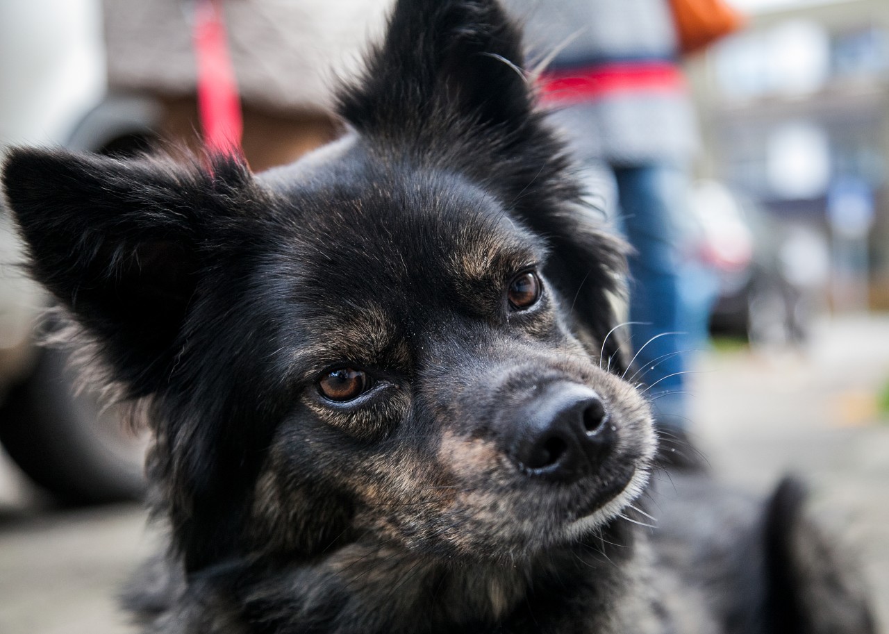 Der Tierschutzverein Oberhausen versorgt Hunde Bedürftiger. (Archivbild)