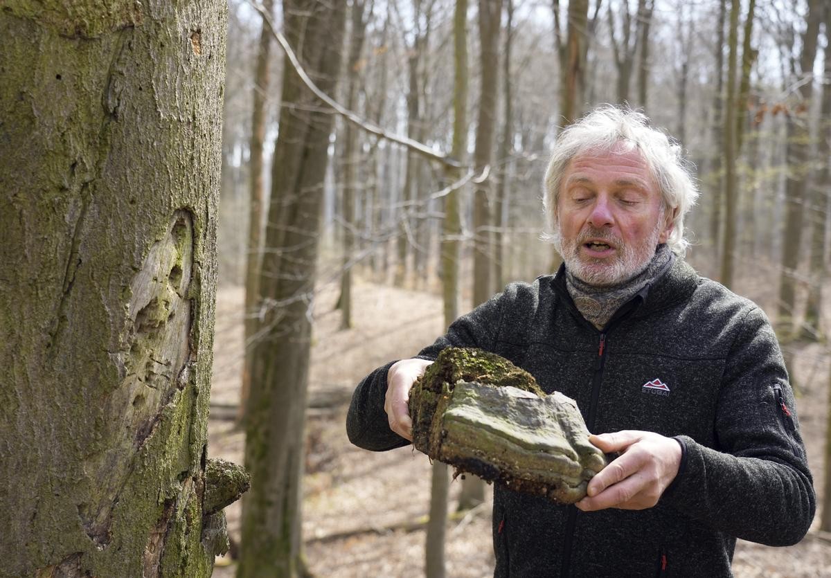 Roland Schulz, zertifizierter Landschaftsführer, steht nahe dem Ort Altkünkendorf im Grumsiner Forst zwischen den Bäumen und hält einen Baumpilz in den Händen. Der Grumsin liegt im Biosphärenreservat Schorfheide-Chorin. 