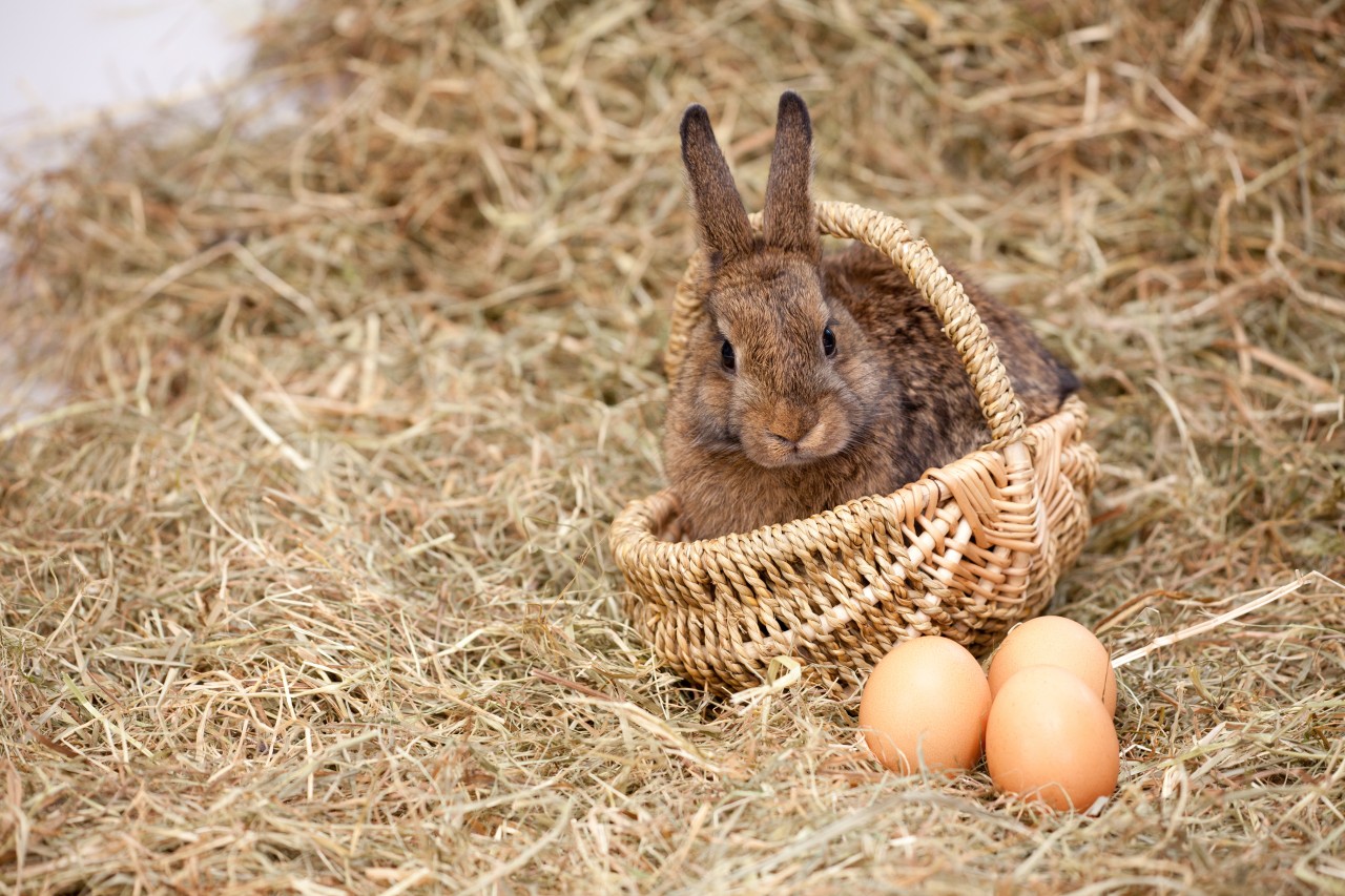 Wetter in NRW: Ist es möglich an Ostern seine Eier im Freien zu Suchen oder ist doch besser drin bleiben angesagt?