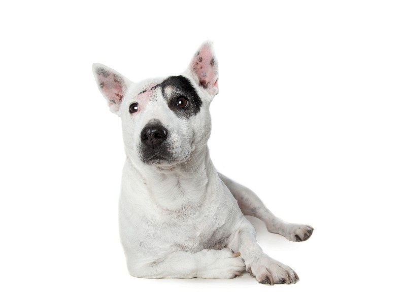 Bandit, ein Mix aus Bullterrier und Jack Russel Terrier, wurde Opfer von Missbrauch. Daher stammen seine Narben am Kopf. 
