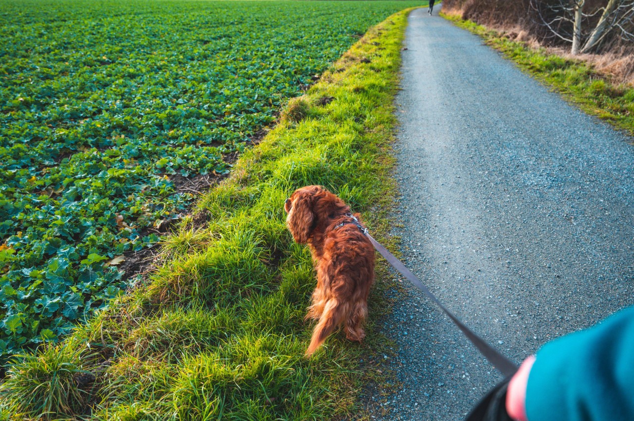 Ein Gassi-Ausflug endete blutig für den Hund. Für Anwohner ist klar: SIE stecken dahinter. (Symbolbild)