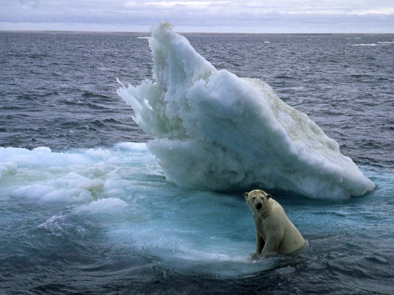 Das Eis ist erschreckend weit zurückgegangen. Der Lebensraum der Eisbären schmilzt. 