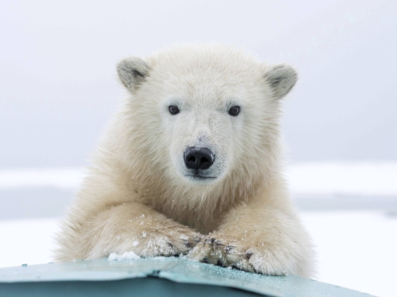 Große dunkle Knopfaugen, helles flauschiges Fell: Eisbären gehören neben den Kodiak-Bären zu den größten fleischfressenden Landsäugetieren. Und sie stehen vor einem existenziellen Problem: Ihr Lebensraum schwindet. Am 27. Februar ist Welt-Eisbärentag.