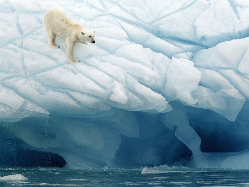 In der Arktis gibt es laut Angaben der Weltnaturschutzunion IUCN nur noch rund 26.000 Eisbären. Der durch den Klimawandel begründete Verlust des Packeises zählt zur größten Bedrohung für das Überleben der Tiere.  Auch in der Antarktis wird es immer wärmer.