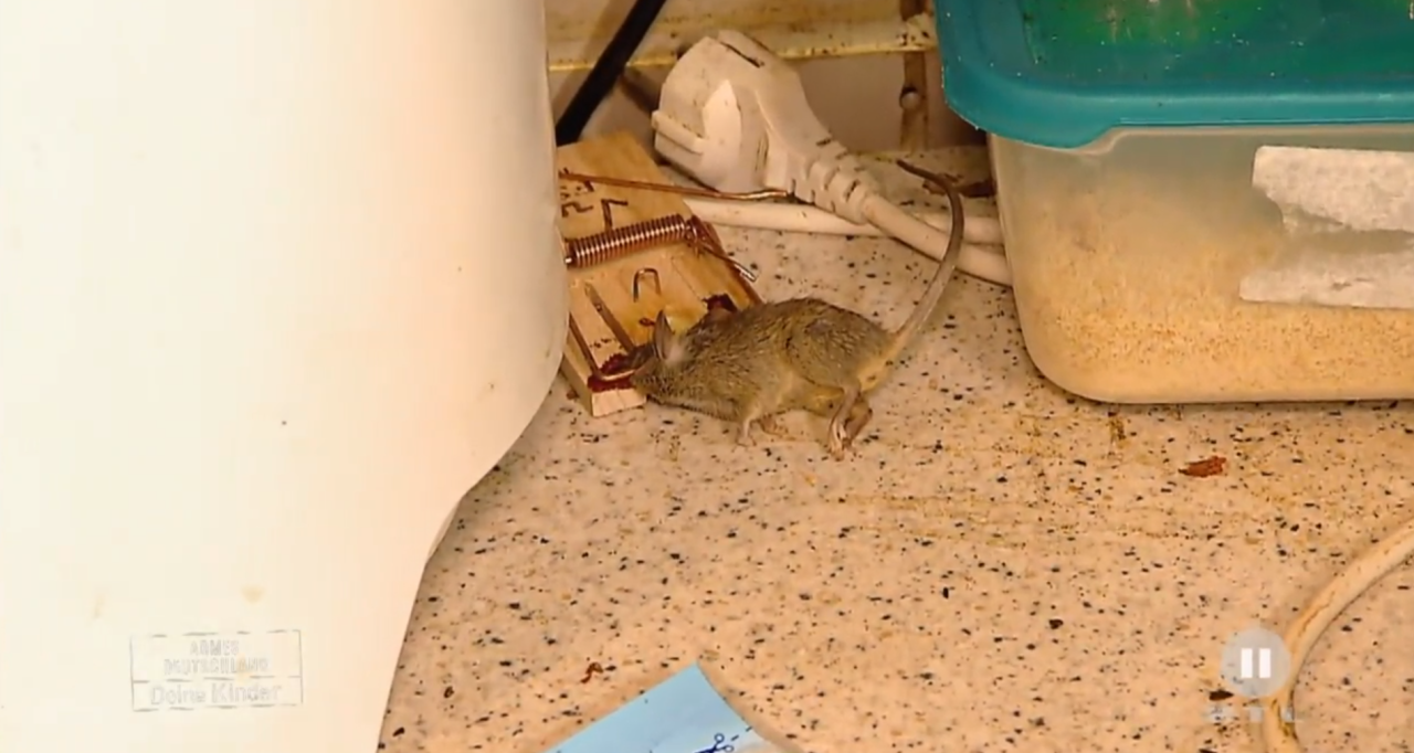 Eine tote Maus verrottet neben dem Wasserkocher.