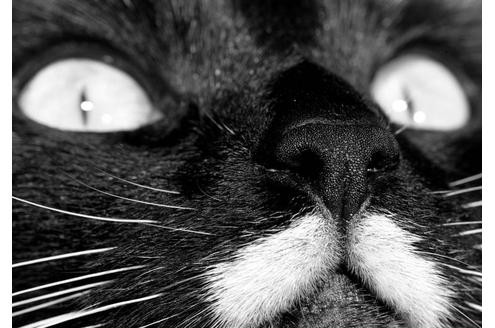 Katzen haben immer perfekt gestylte Schnurrbärte. 