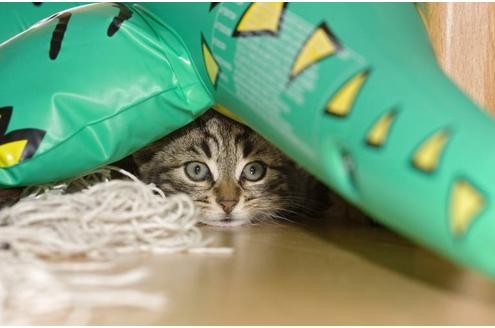 Katzen sind Versteckspielmeister. Wenn sie nicht gefunden werden wollen, dann findet sie auch niemand. 