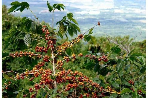 139,90 Euro kostet eine Kaffeeplantage in Togo – oder zumindest ein Anteil daran. Im Preis inbegriffen: Ein Kaffeebaum mit Namensschild sowie zehn Jahre lang pro Jahr mindestens ein Pfund Kaffee von der Plantage frei Haus.