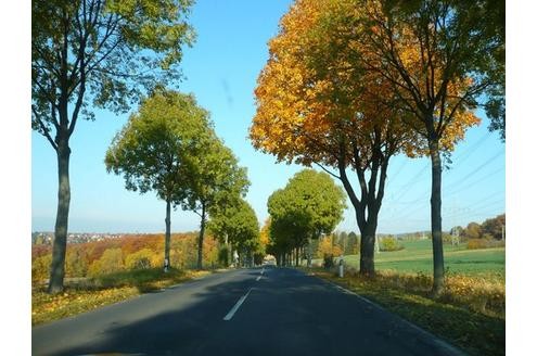 Farbenreiche Allee. Foto: davida 