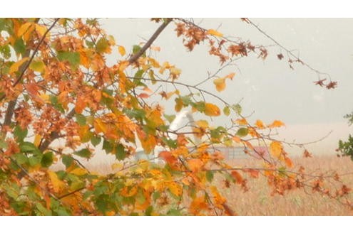 Herbst in der Community. Foto: Anna-von-Gladbeck 