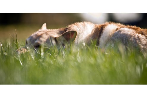 Wofshunde auf einem Feld bei Grefrath.