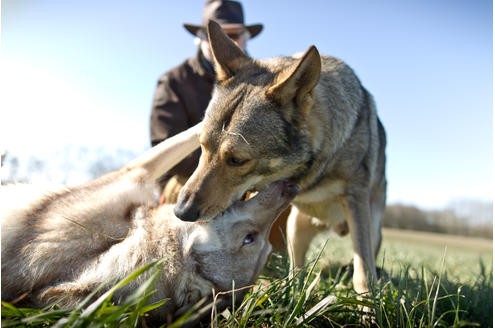 Pertenbreiter und seine Wolfshunde.