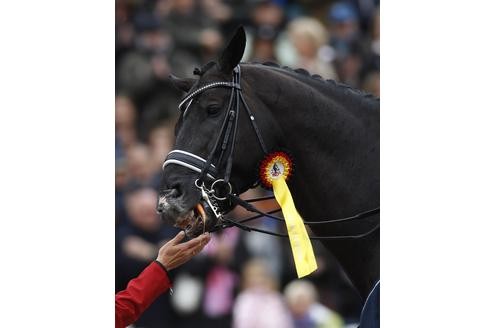 Eine Ausnahmepferde namens Totilas ist Champion. Foto: REUTERS/Ina Fassbender