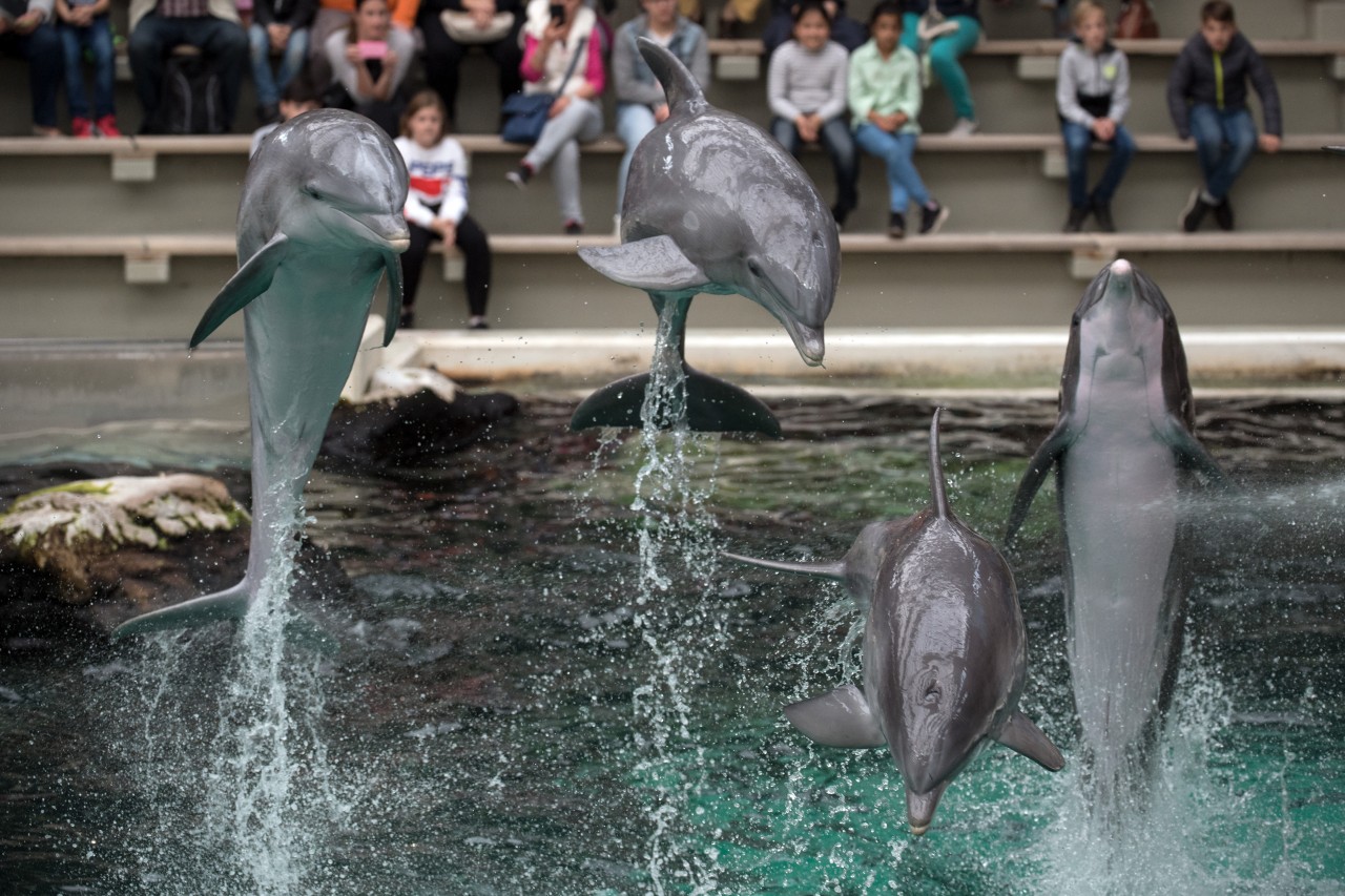 Viele Besucher vermissen das Delfinarium im Zoo Duisburg.