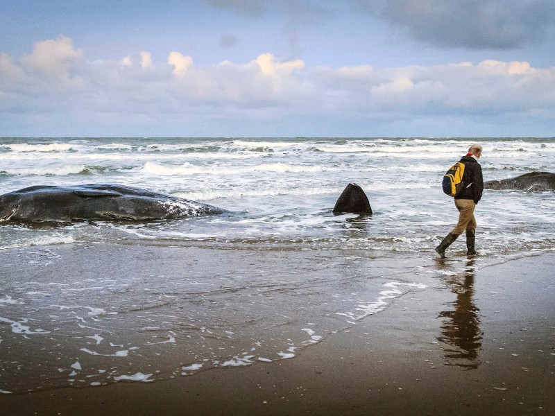 Das Foto zeigt einen der fünf angeschwemmten Pottwale an der niederländischen Küste. Eine traurig-schaurige Szenerie.