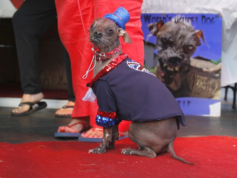 Chinesische Schophunde scheinen fast ein Abo auf den Titel des hässlichsten Hundes zu haben. Zu dieser Rasse gehört auch Mugly, der Gewinner von 2012.