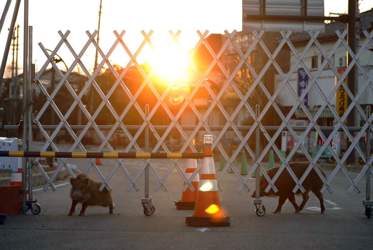 Wildschweine stehen im japanischen Futaba, unweit des havarierten Kraftwerks von Fukushima.