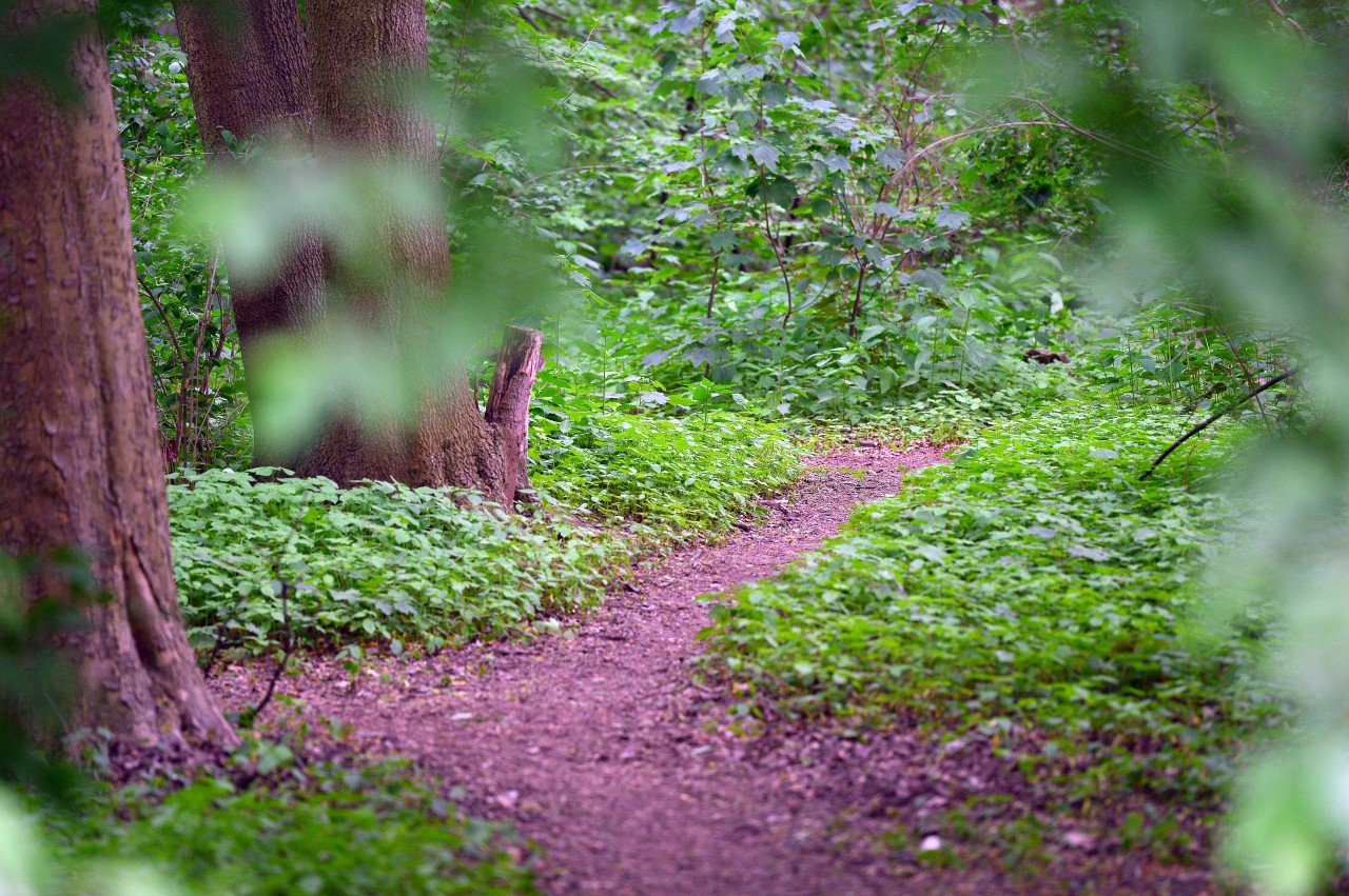 Im Gebüsch im Tiergarten treffen sich Freier und männliche Prostituierte. 