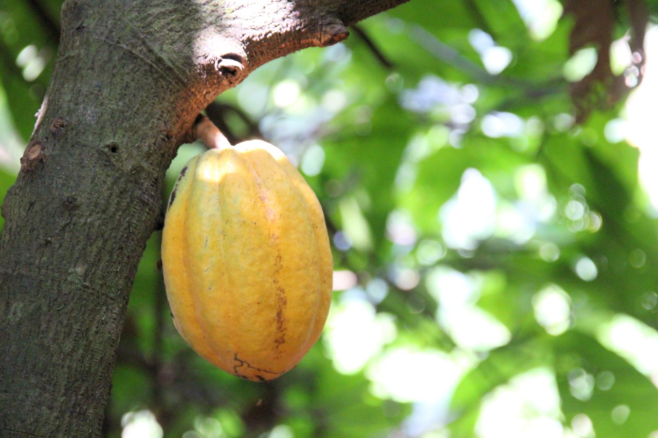 So sieht eine Kakaoschote aus. Diese hier hängt an einem Baum