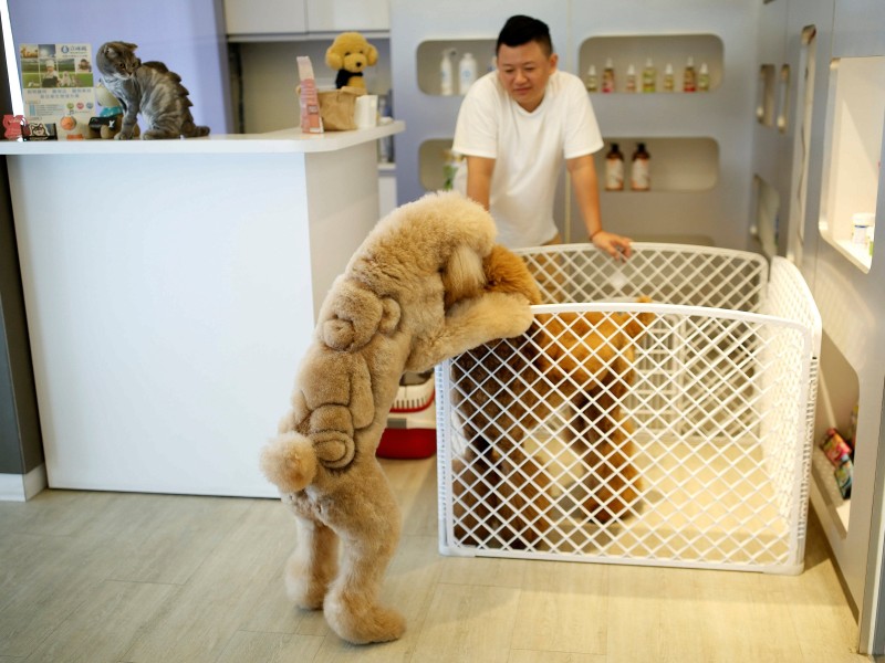 Dieser Hund darf jetzt einen Teddybären auf seinem Rücken tragen.