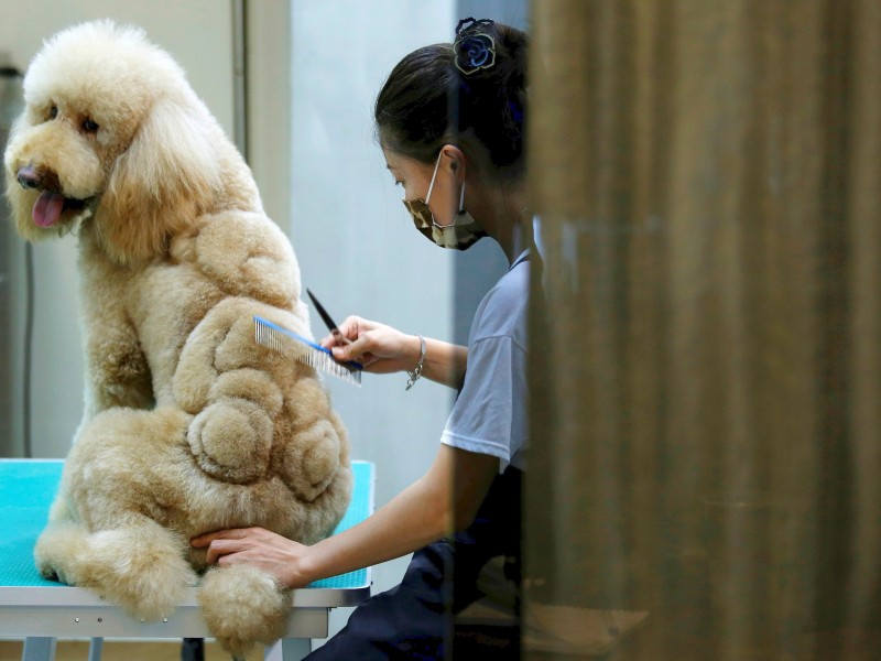 In Taiwan gibt es einen Salon, der Tieren kreative Frisuren verpasst. 
