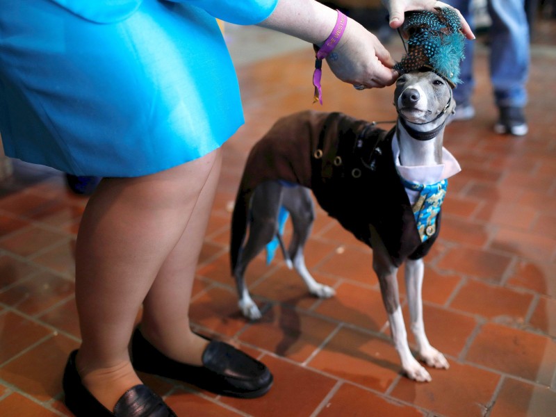 Mit Hut und Uniform trumpft der Windhund „Sky Guy“ bei der Hundeshow auf.