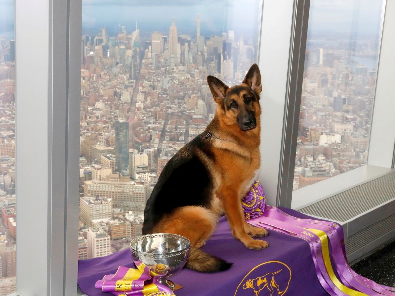 „Rumor“ belegte in der Kategorie „Best in Show“ den ersten Platz. Als Geschenk gab es für die Hündin unter anderem einen Besuch auf dem Empire State Building. Sie scheint den Ausblick genossen zu haben.