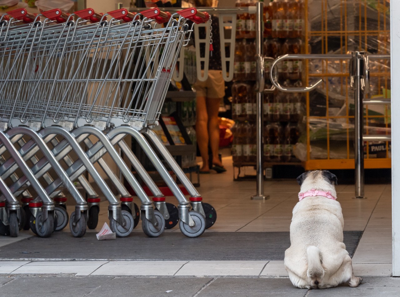 Wo ist der Hund? Eine Netto-Kundin erlebte nun einen Schock!