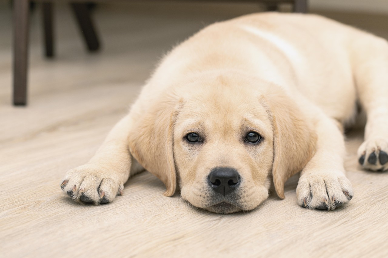 Trauriges Schicksal für Labrador-Welpe Reggie! (Symbolbild) 