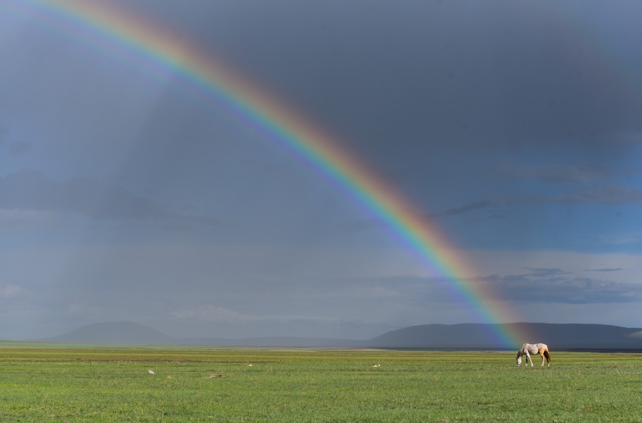 Die Facebook-Nutzer wünschen dem Hund, dass er gut über die Regenbogenbrücke kommt. (Symbolbild)