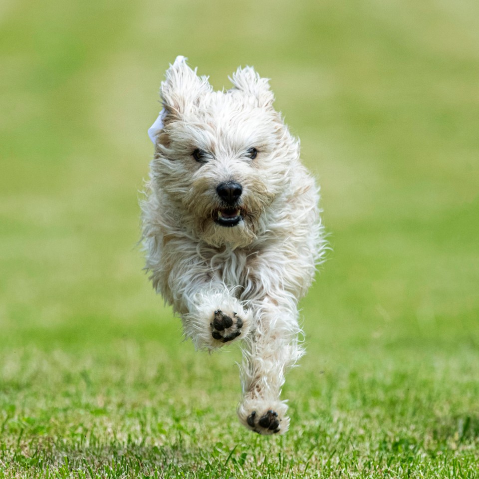 Krasse Szenen bei einer Gassi-Runde mit Hund Lilly! (Symbolbild) 