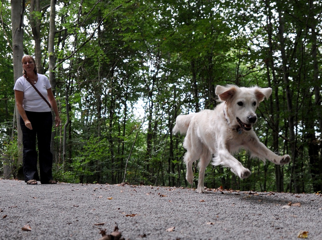 Hunde in Essen/Duisburg und Co: HIER kannst du deinen Vierbeiner von der Leine lassen. (Symbolbild)