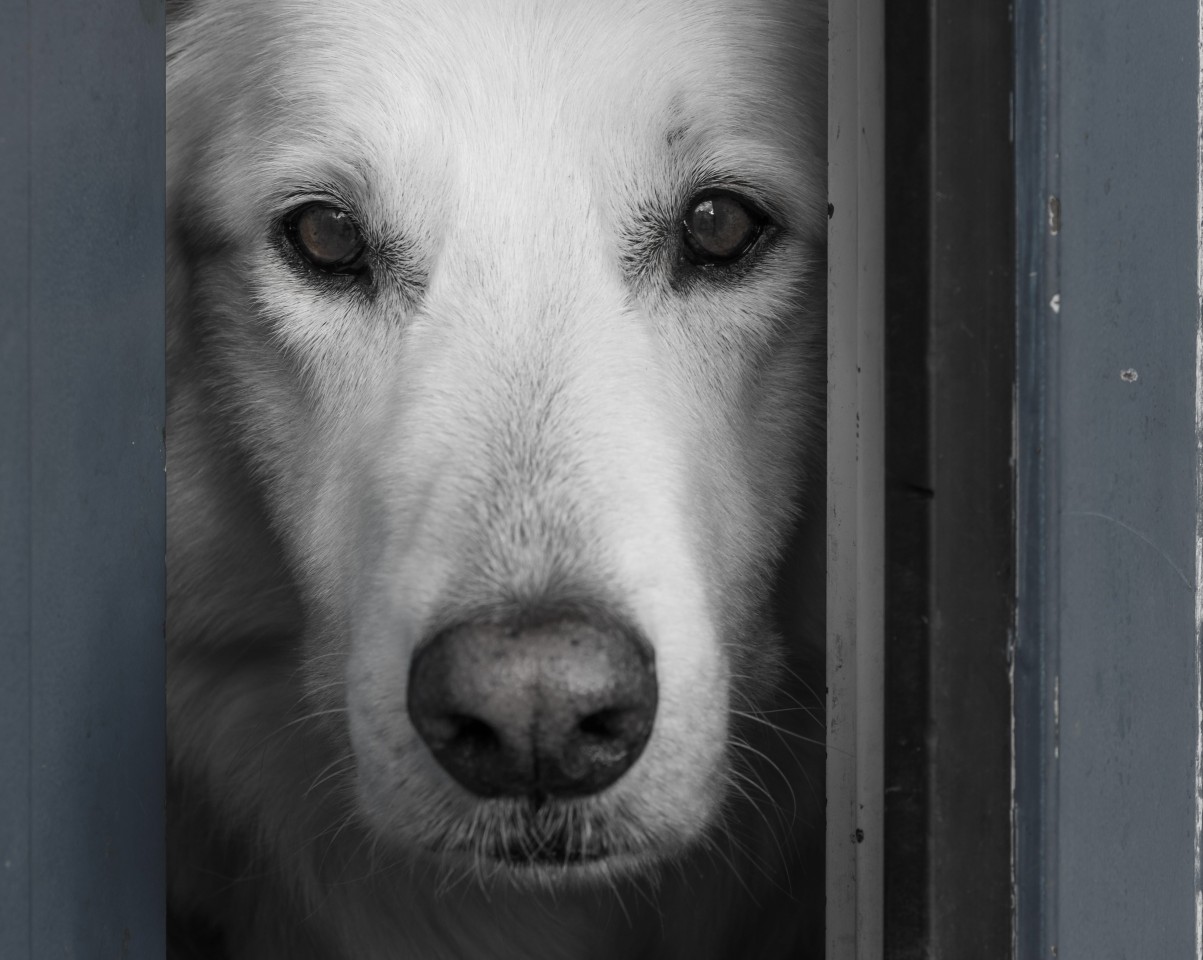 Was tun, wenn dein Hund in vielen Situationen extrem ängstlich reagiert? Ein Experte hat diesbezüglich Tipps gegeben. (Symbolbild)