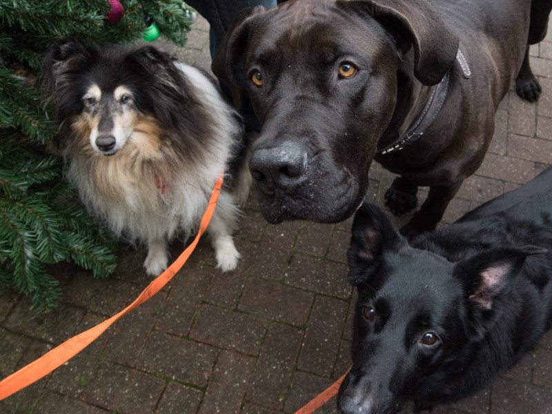 Diese drei Hunde haben sich schon im Vorjahr über das vorgezogene Weihnachtsfest gefreut!
