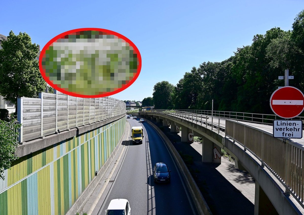 A2, A40 und Co.: Achtung! Diese gefährliche Pflanze wächst auch an der Autobahn